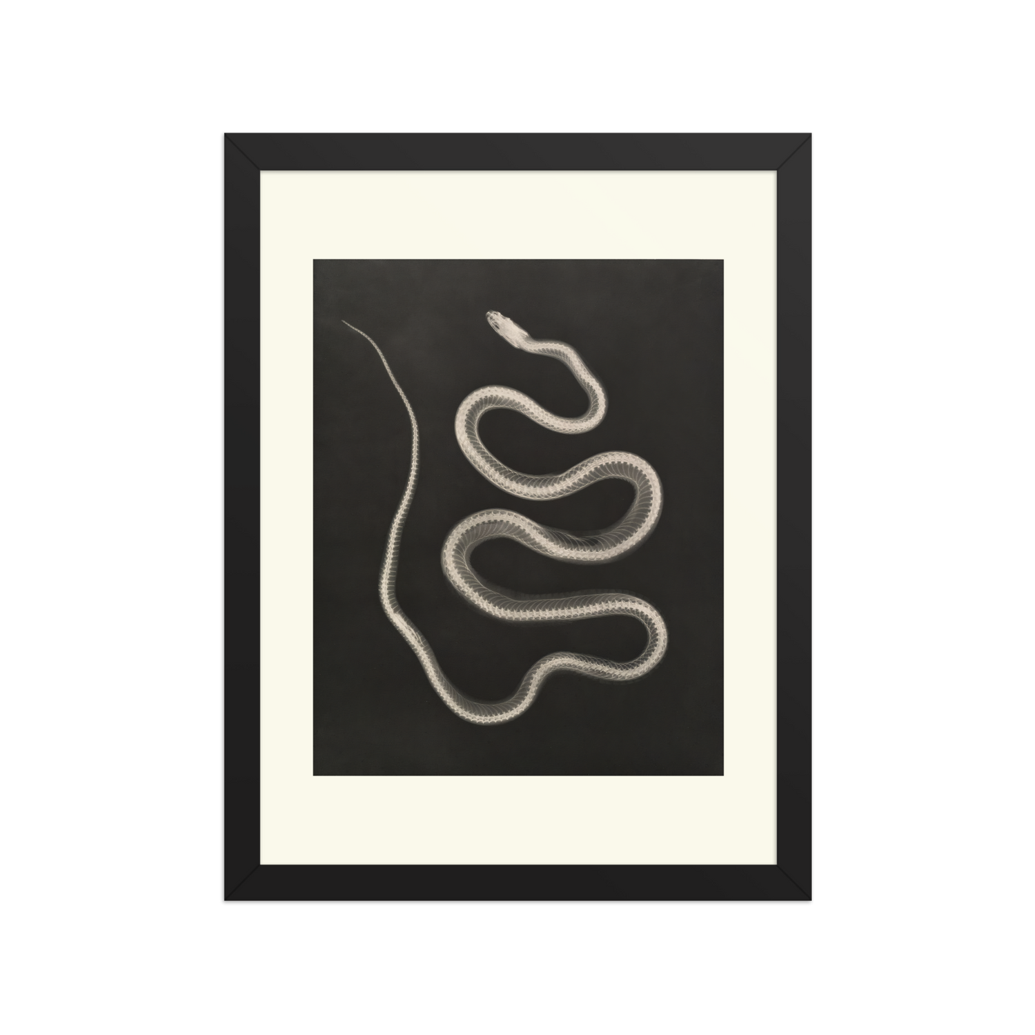 Early Experiments with X-Rays (1896)