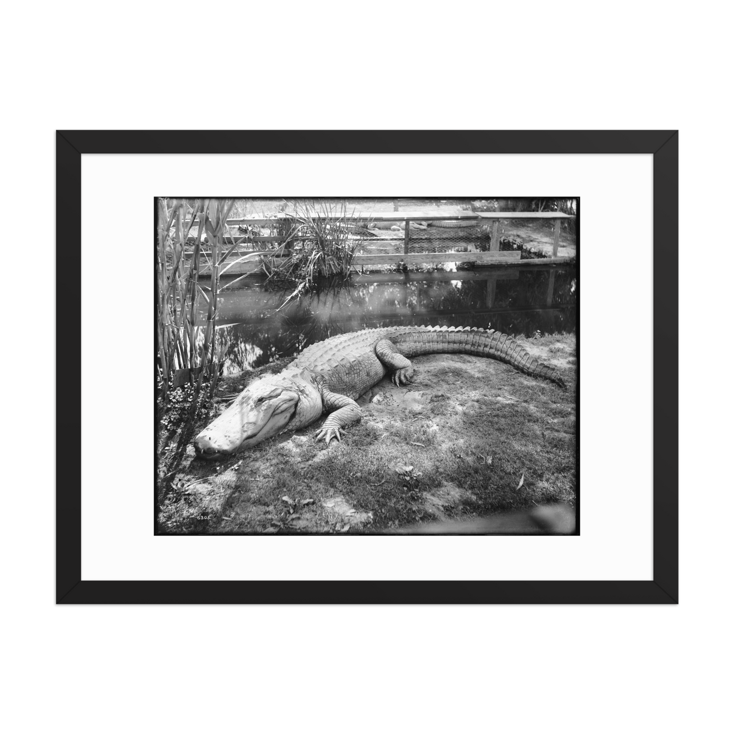 Photographs of the Los Angeles Alligator Farm (ca. 1907)